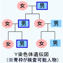 Y chromosome