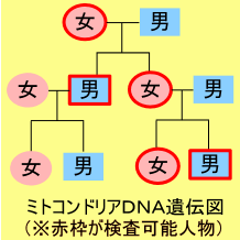 mitochondriadna